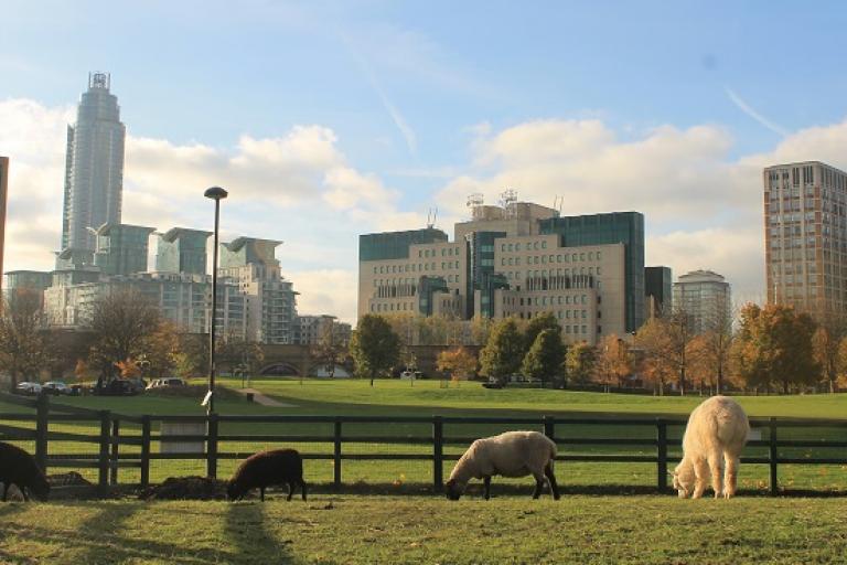 Sheep grazing at Vauxhall city farm with nearby towers and buildings in the background
