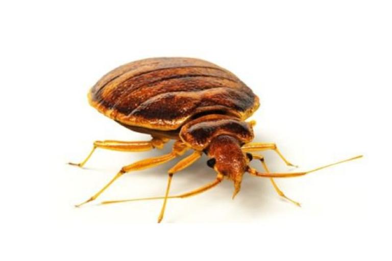 A bedbug