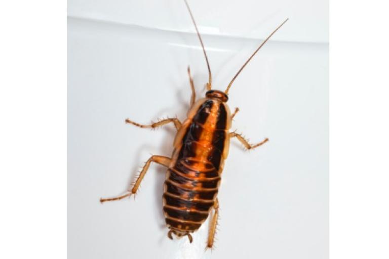 A cockroach