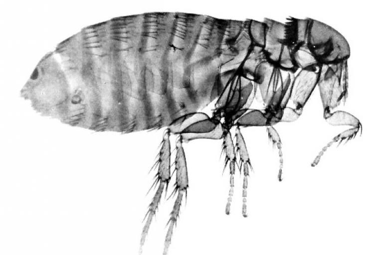A flea