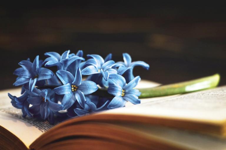 Bunch of flowers resting on book