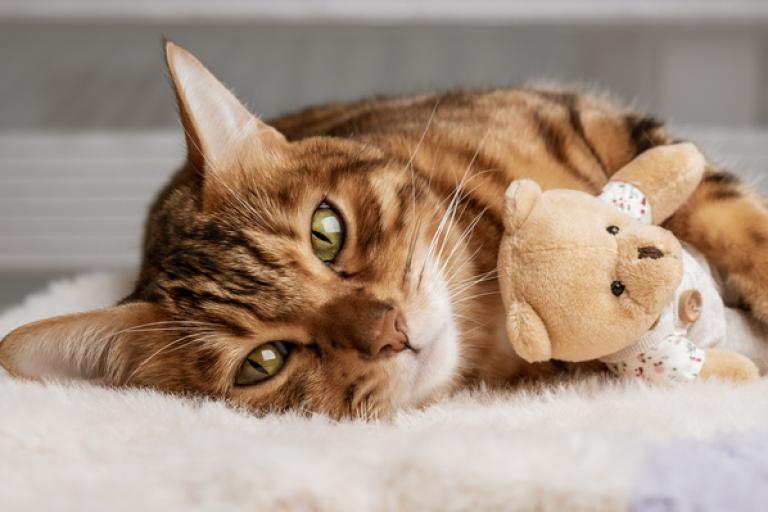 Cat holding soft toy