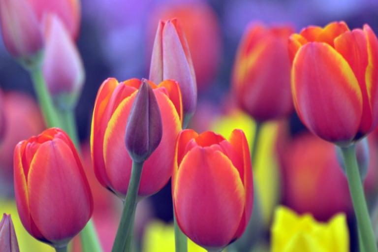 Lots of tulips