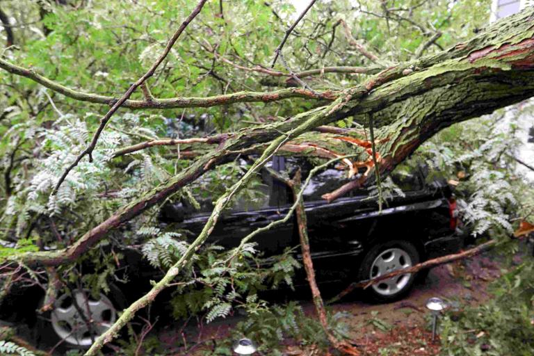Tree fallen on a car