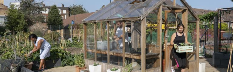 A group of people working on an allotment