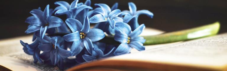 Bunch of flowers resting on book