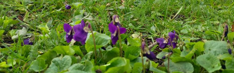 Lambeth bee roads purple flower