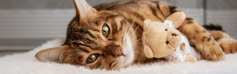 Cat holding soft toy