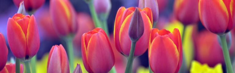 Lots of tulips