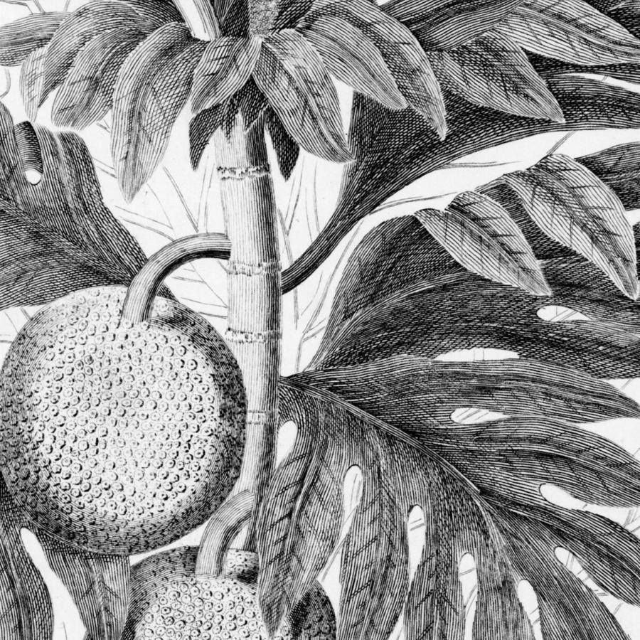 SOWING ROOTS: CARIBBEAN GARDENING HERITAGE WORKSHOP, LOUGHBOROUGH FARM