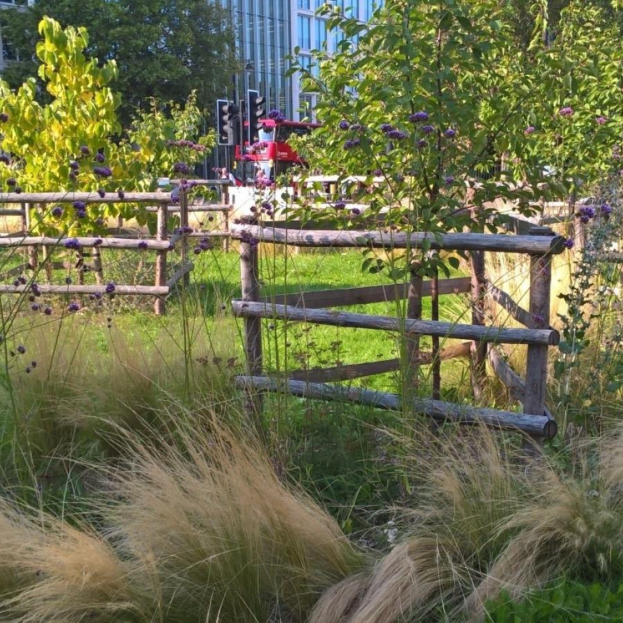 View of trees and fencing in Brixton Orchard