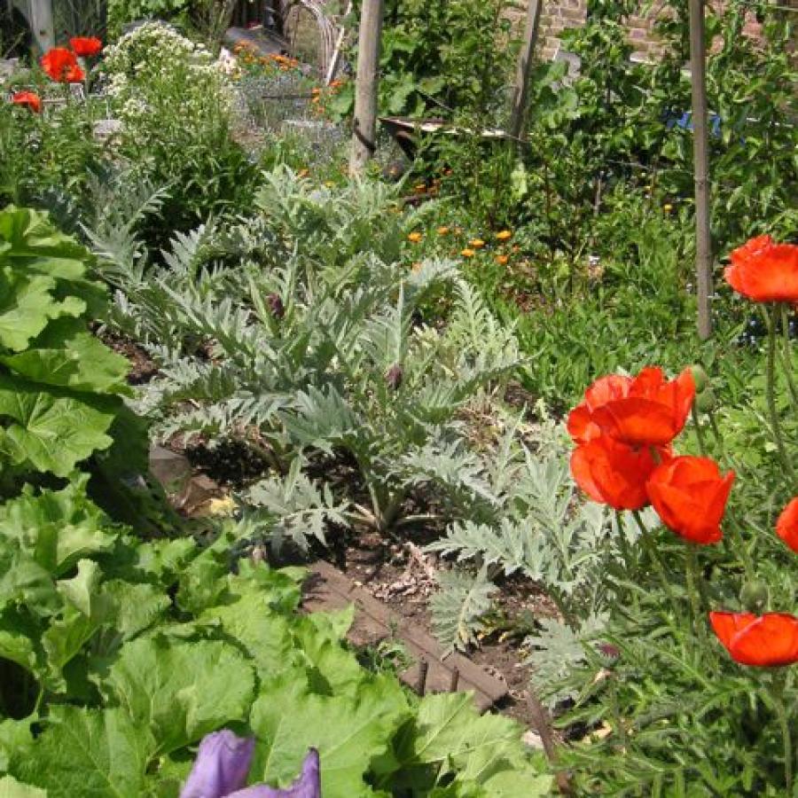 Poppies and other wild flowers in Chesterman-Robinson Allotments 