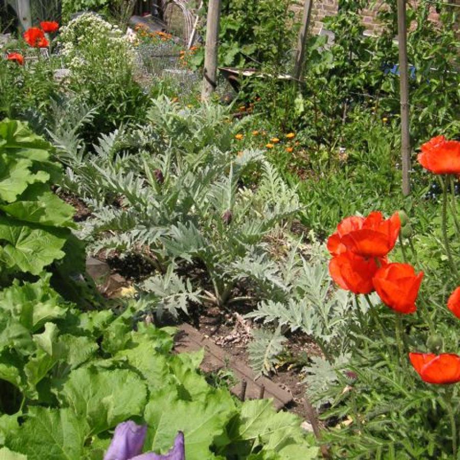 Poppies and other wild flowers in Chesterman-Robinson Allotments 