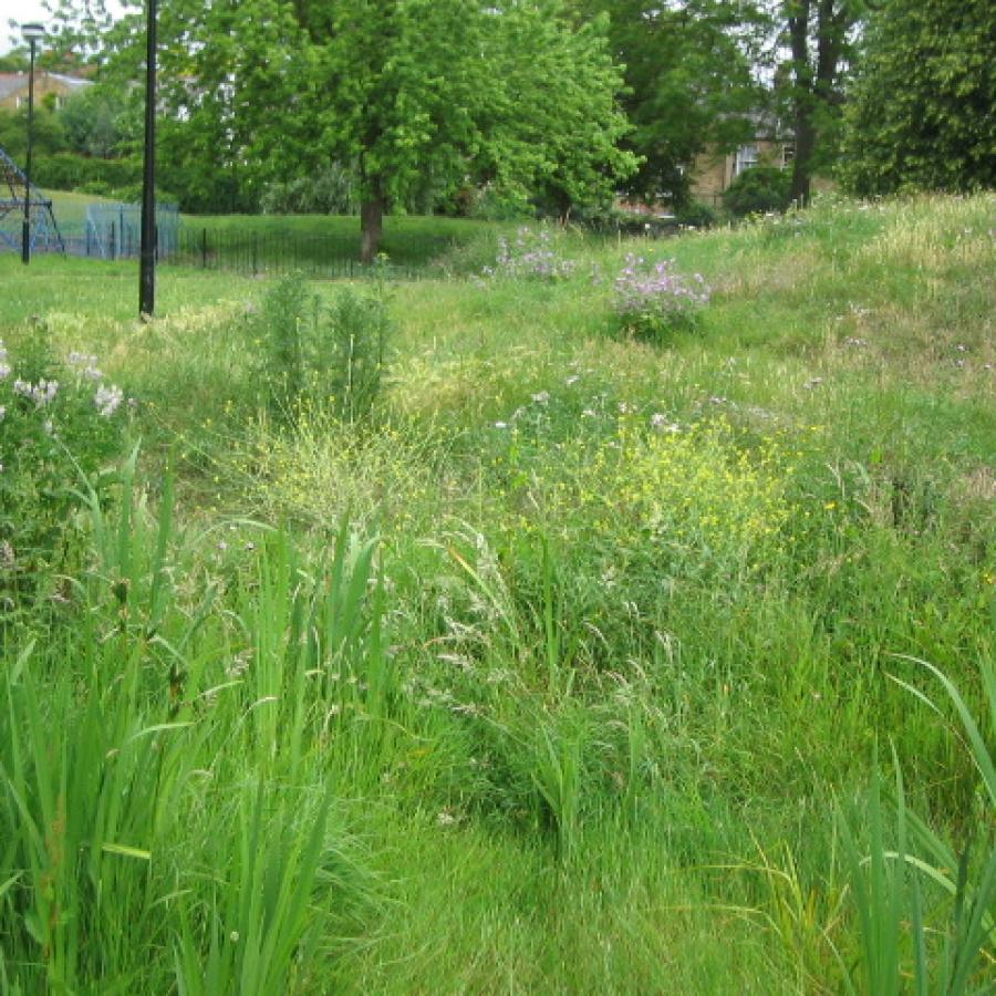 Views of wildlife habitats in Elam Street Open Space