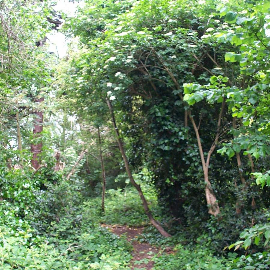 Trees and woodland habitat in Knight's Hill Wood