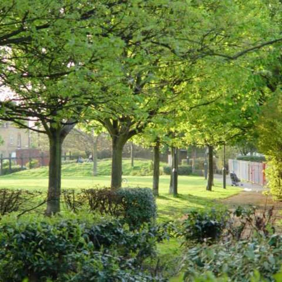 trees and grassland in Larkhall Park