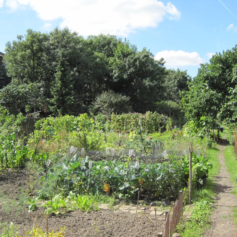 View of Lorn Road Allotments