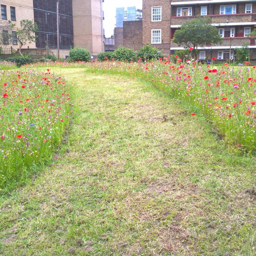 Wildflower meadows in part of Old Paradise Gardens