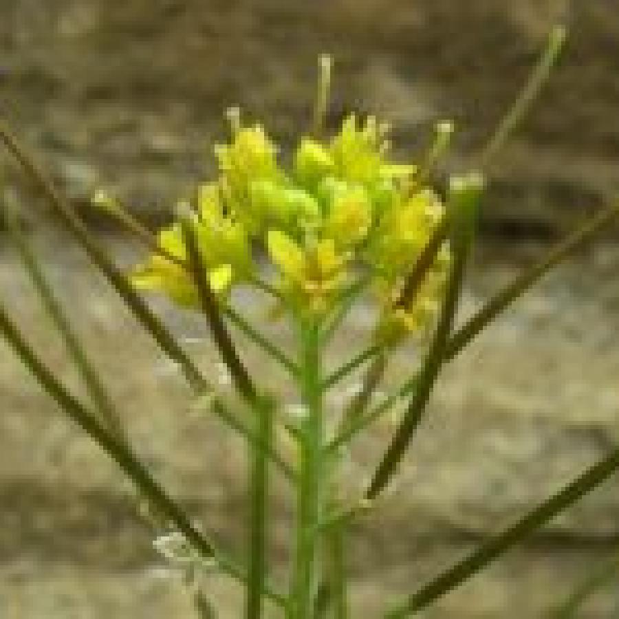 yellow plant