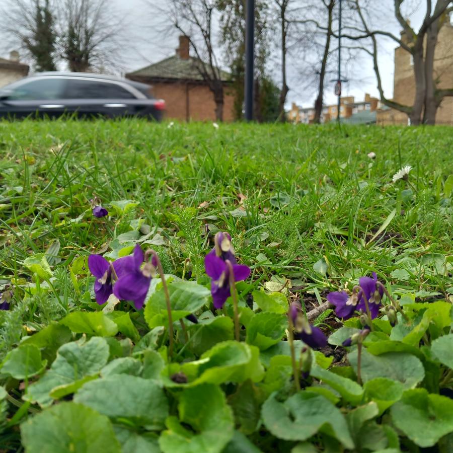 Lambeth bee roads purple flower