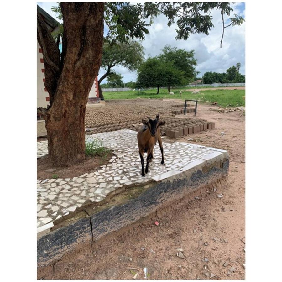 goat standing under a tree