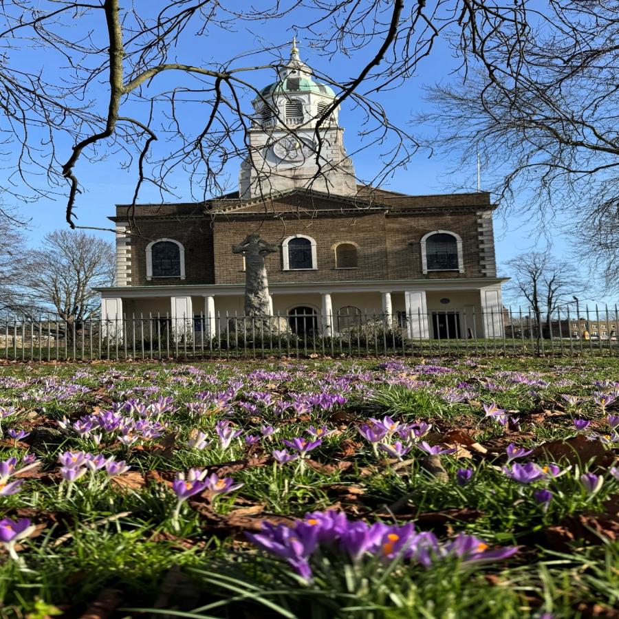 crocuses in churchyard garden