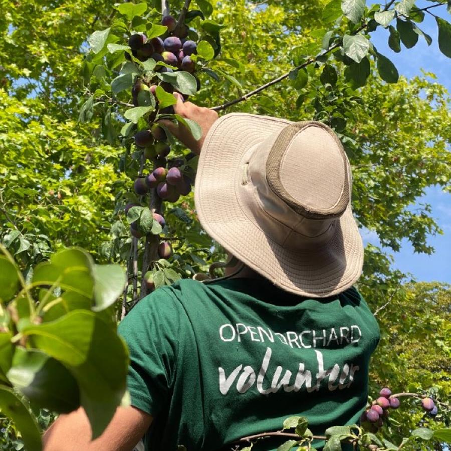 Volunteer tending orchard trees on the Bzz Garage site