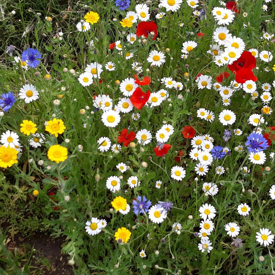 Pollinator-friendly wildflower plants on Clapham Common