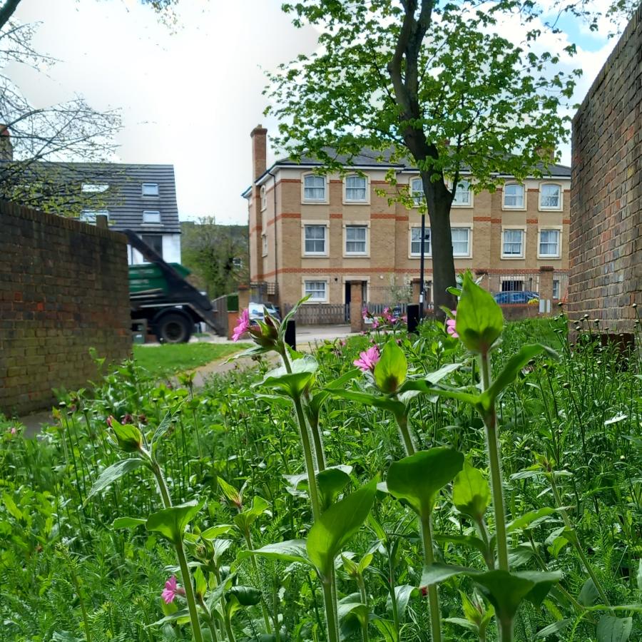 View of a Lambeth Bee Roads verge outside the Deronda Estate at Tulse Hill