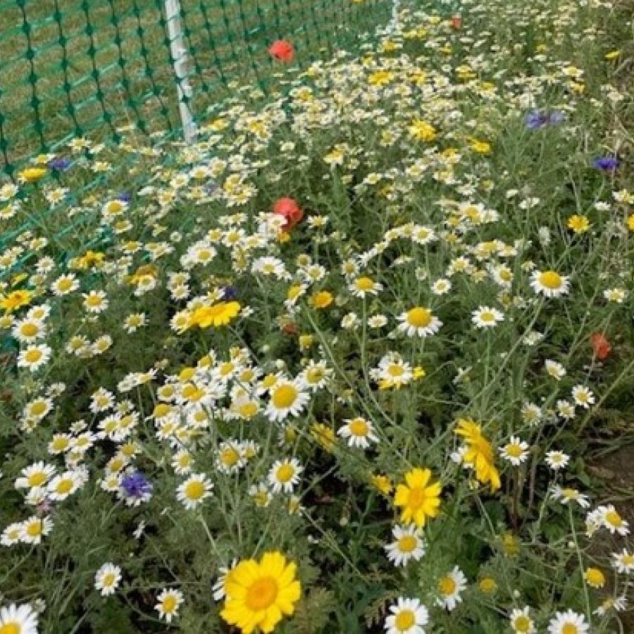 Bee road site on part of St. Matthew's Estate