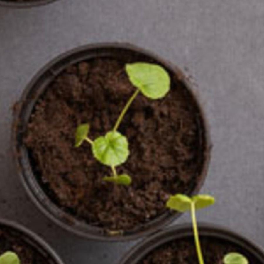 seedling in a pot