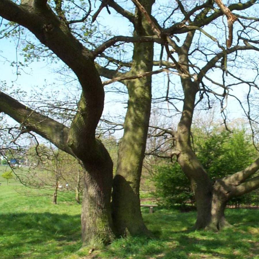 Sunlit ancient trees with sprawling branches in peaceful grassy parkland